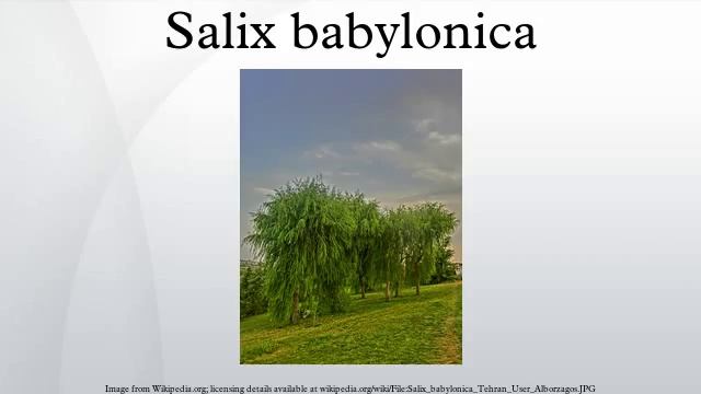 Salix babylonica смотреть онлайн