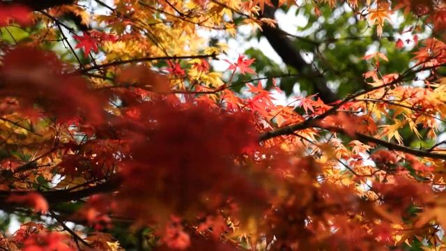 【Sony NEX-C3】日間拍攝 / E смотреть онлайн