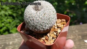Epithelantha micromeris : Button Cactus Flower and Seedlings