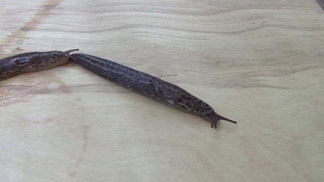 Limax maximus Linnaeus, 1758 Giant Gardenslug смотреть онлайн