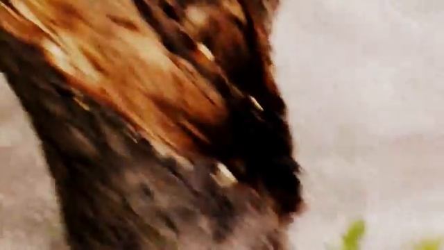 муравьи-канибалы смотреть онлайн