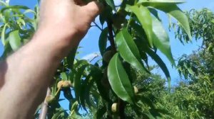 Сад. Прореживание плодов на персике.