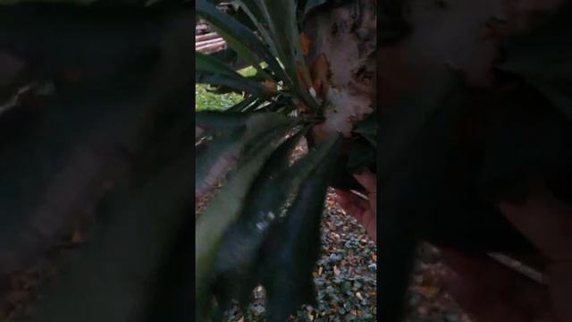 Папоротник Platycerium смотреть онлайн