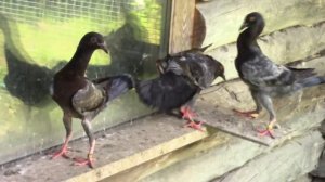 Голуби "мальтийские курочки".