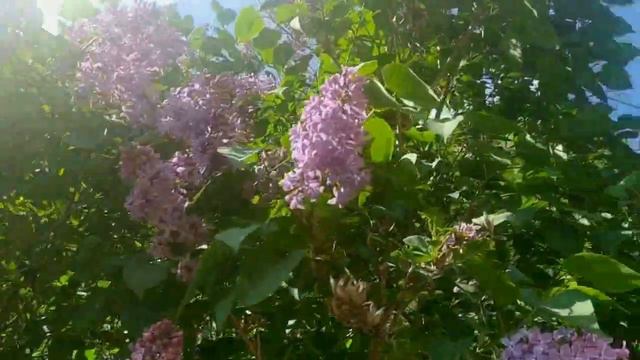 Мечты-мечты,где ваша сладость.Лену Хеппи ждёт АД. смотреть онлайн