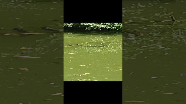 Зарыбленный пруд #2