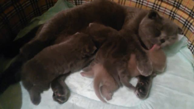 Вислоухие котята с мамой  )