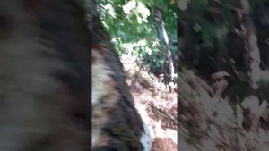 Достать рой пчёл с помощью бензопилы из дупла