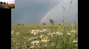 Афина _ Ромашки _