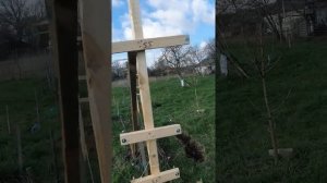 Шпалера для винограда из дерева