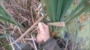 Охота на ондатру с капканами КПЯ-120 (Будни охотника и рыбака)