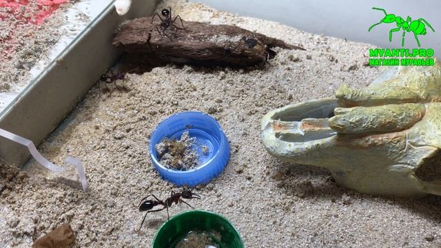 Колония Myrmecia forficata переехала в Био Хаус смотреть онлайн