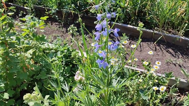 Дачные работы на КЛАССНОЙ ДАЧЕ. Сбор Урожая Лука ? в июне. Поспевает Клубника ? Вкусная Кулпынай. смотреть онлайн