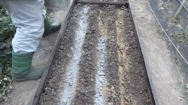 Посадка озимого чеснока после нежелательных предшественников Чем заполнить бороздки. Посев сидерато смотреть онлайн