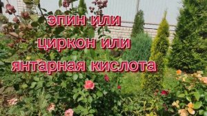 Розы в августе. Черная пятнистость,обработки, подкормка,полив.