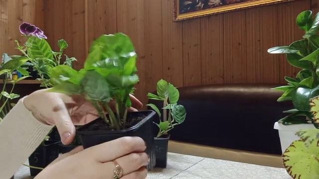 Излишки комнатных растений🌺🌺🌺