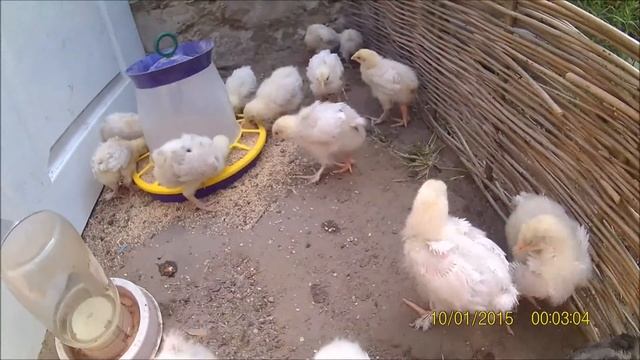 Скорость роста Джерсийский гигант, Джерси и Мехеленская кукушка, Малин г Херсон 06 06 2017 г ч 3 смотреть онлайн