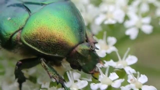 Золотистая бронзовка (Cetonia aurata) Golden brone