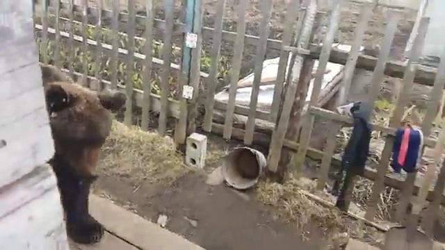 Медведь бродит по деревне Петрово смотреть онлайн