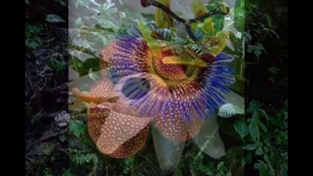 100 Самых красивых и необычных цветов мира!!!
