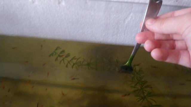 Роголистник залог успеха в аквариуме. ? ? ? смотреть онлайн