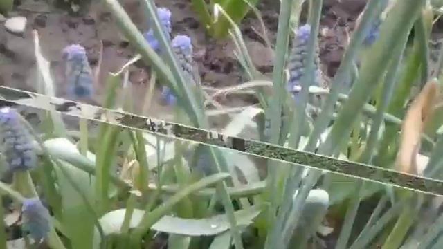 ВЕСНА ПРИШЛА!!!! смотреть онлайн