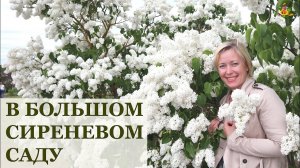 Сирень в саду / 25 сортов в одном видео / 25 varieties of lilac