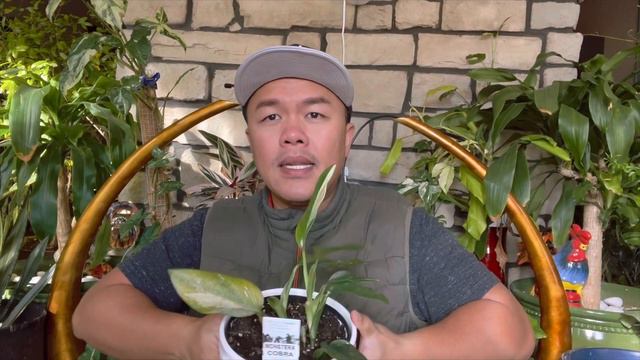 New Year New Houseplants 2023 смотреть онлайн