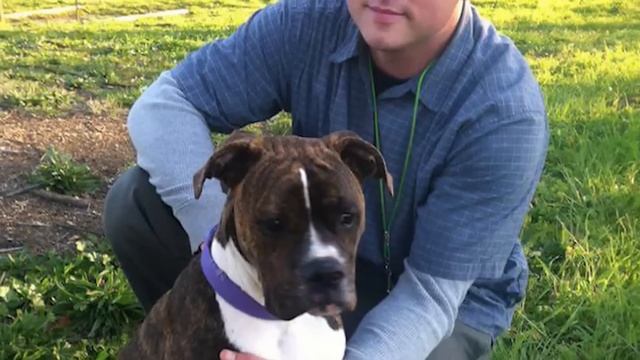 Эту собаку привели к умирающему хозяину, чтобы попрощаться с ним.. Теперь она понимает где её хозяи смотреть онлайн