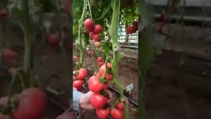 Очень вкусный розовый томат! Розовый носик F1