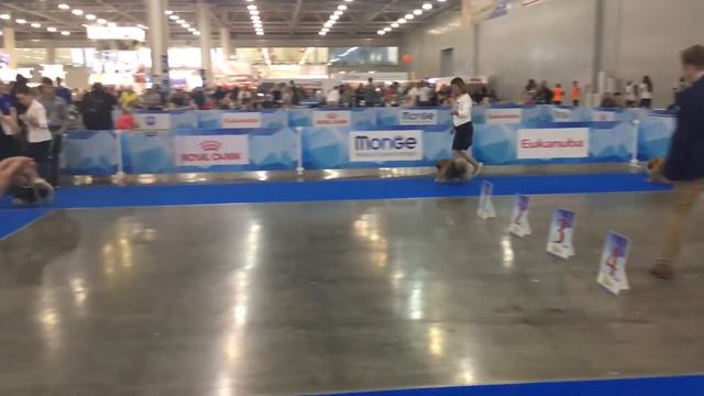 Класс Чемпионов смотреть онлайн