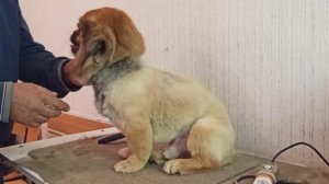 Стрижка метиса пекинеса. До и после./ 20 мая 2021/ стрижка собак.