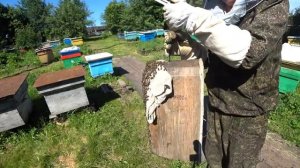 ВЫХОД РОЯ ИЗ УЛЬЯ, КАК СНЯТЬ РОЙ, КАК ПОСАДИТЬ РОЙ В УЛЕЙ ЗА 2 МИНУТЫ.