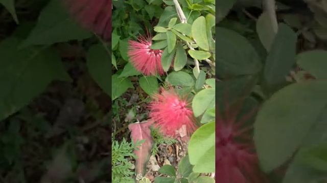 BLOOMING RED POWDER PUFF PLANT