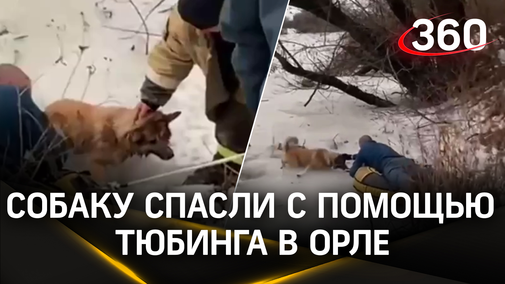 Собаку, которая провалилась под лед в Орле, спасли с помощью тюбинга