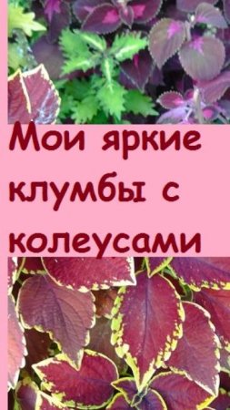 Ваши клумбы в сентябре стали невзрачными, а мои стали только ярче, ведь у меня посажены колеусы!