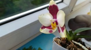 P. Mituo Flare Peacock × P. Yungho Gelb Canary.Шикарный гибрид от Мтуо