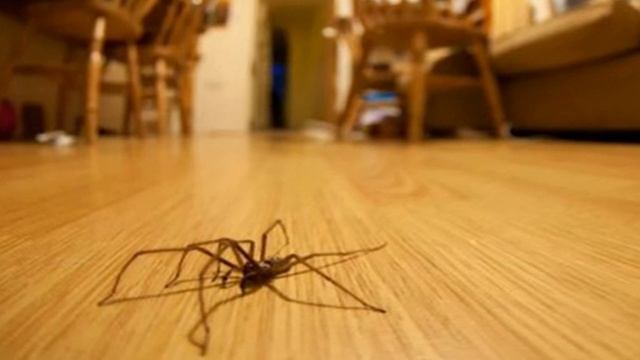 Паук в доме : приметы смотреть онлайн