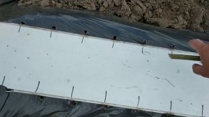 Посадка  черенков винограда в школку 2021г