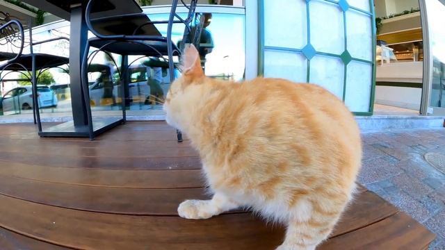 カフェの前で寝ていた猫をナデナデすると懐いてきてカワイイ смотреть онлайн