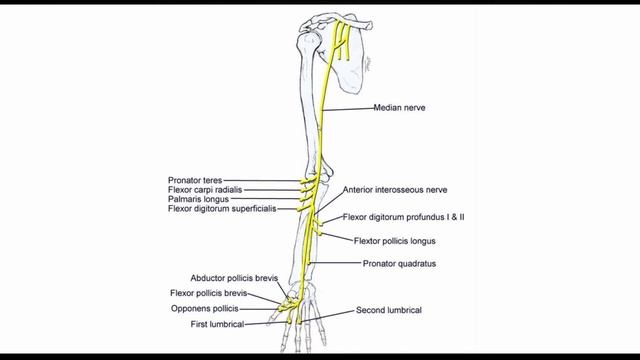 Длинные Ветви Плечевого Сплетения! Plexus Brachialis смотреть онлайн