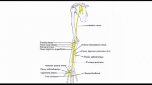 Длинные Ветви Плечевого Сплетения! Plexus Brachialis