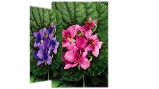 GardenBargains Viola Collection смотреть онлайн