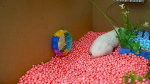 Hamster Escapes Prison Maze With Swimming Pool Challenge ? DIY Hamster Maze
