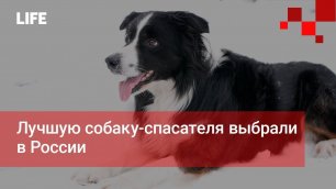 Лучшую собаку-спасателя выбрали в России