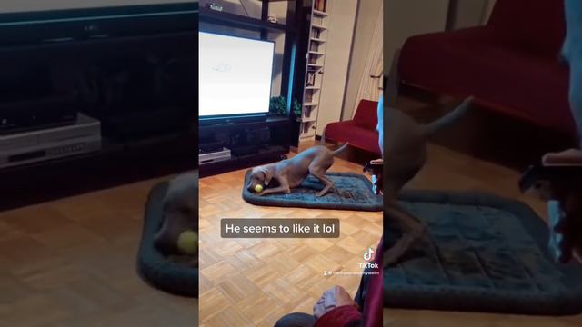 Weimaraner loves when harmonica is played