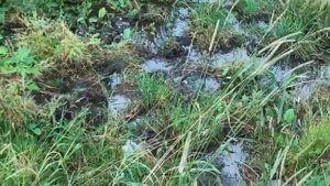 Ляйсан Утяшева в Башкирии