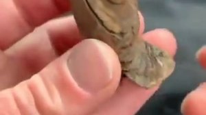 Ископаемый трилобит возрастом около 400 миллионов лет