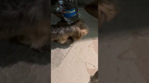 Охота Йорка | Йорки ловцы крыс | Йорки охотники