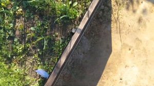 Наши результаты. Посадка под зиму чеснока, лука и укропа. Первый опыт.